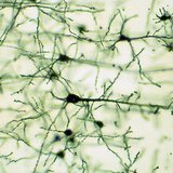 Нервова тканина