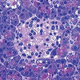 Група клітин підшлункової залози, які виробляють інсулін