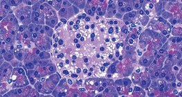 Група клітин підшлункової залози, які виробляють інсулін