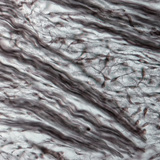 Волокниста хрящова тканина (ніс ембріона свині)