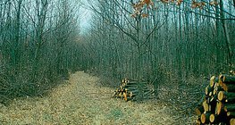 Прорідження молодого лісу