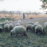 Вівця рацка зі спіралевидними рогами