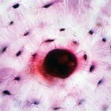 Сполучна тканина