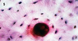 Сполучна тканина