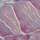 Сухожилля (поперечний переріз)