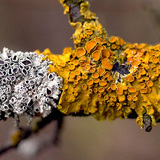 Лишайник жовта ксанторія настінна (Xanthoria parietina)