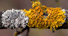 Лишайник жовта ксанторія настінна (Xanthoria parietina)