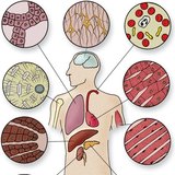 Типи клітин тканин