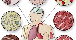 Типи клітин тканин