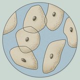 Мікроскопічне зображення епітеліальних клітин з поверхні язика