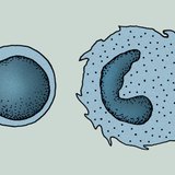 Клітини імунної системи