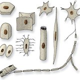 Форми клітин