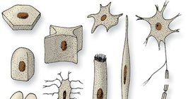 Форми клітин