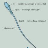 A férfi nemi szervek és a hímivarsejt