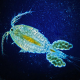 Copepod with egg sacs