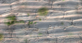 Клітини рослини