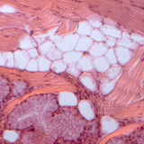 Жирова тканина