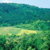 Засіяне поле для годівлі диких тварин
