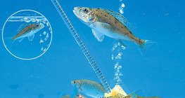 Акваріумні рибки