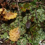 Omphalina_hudsoniana
