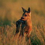 Молодий олень