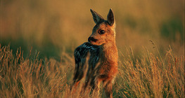 Молодий олень