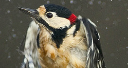 Великий строкатий дятел злітає з води