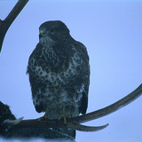 Канюк звичайний