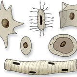 Ядра клітини різних форм