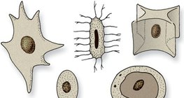 Ядра клітини різних форм