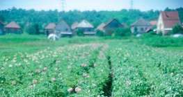 Квіти картоплі