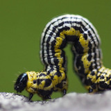 Пересування гусениці п'ядунів