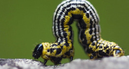 Пересування гусениці п'ядунів