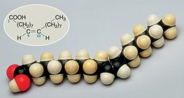 Куляста модель молекули олеїнової кислоти