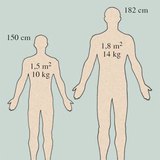 Вага і площа поверхні шкіри людини