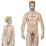 Hormonal regulation of the testicles