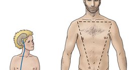 Гормональна регуляція яєчок