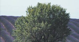 Вирощування лаванди