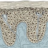 Епідерміс і дерма