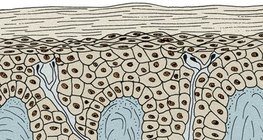 Епідерміс і дерма