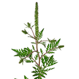 Амброзія полинолиста