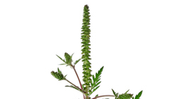 Амброзія полинолиста