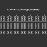 Гексаплоїдна рослина