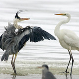 Grey heron and Great egret