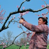 Обрізка плодових дерев