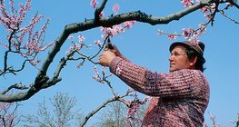 Обрізка плодових дерев