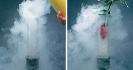 Рідке повітря заморожує квітку так, що вона стає крихкою