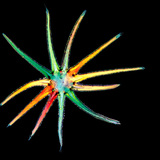 Зірчаста трихома