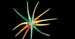 Зірчаста трихома