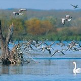 Водоплавні на Малому Балатоні, (Угорщина)